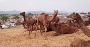 Develer tarlada Pushkar mela deve fuarını takas ediyor. Develer gün doğumunda çiğniyor. Ünlü Hint festivali Kartik mela. Pushkar, Rajasthan, Hindistan