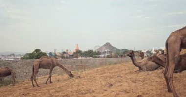 Pushkar mela deve fuarında develer. Pushcar Kamera Fuarı ünlü bir Hint festivali ve deve ticareti fuarıdır. Pushkar, Rajasthan, Hindistan. Yatay kamera tavası
