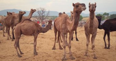 Pushkar mela deve fuarında develer. Pushcar Kamera Fuarı ünlü bir Hint festivali ve deve ticareti fuarıdır. Pushkar, Rajasthan, Hindistan