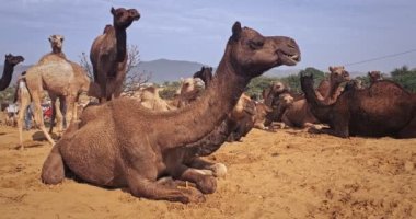 Pushkar mela deve fuarında develer. Pushcar Kamera Fuarı ünlü bir Hint festivali ve deve ticareti fuarıdır. Pushkar, Rajasthan, Hindistan