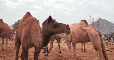 Develer tarlada Pushkar mela deve fuarını takas ediyor. Develer gün doğumunda çiğniyor. Ünlü Hint festivali. Pushkar, Rajasthan, Hindistan
