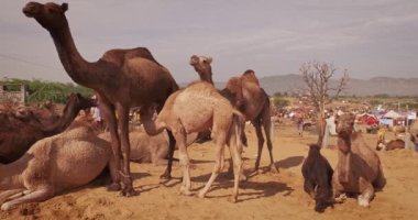 Develer tarlada Pushkar mela deve fuarını takas ediyor. Develer gün doğumunda çiğniyor. Ünlü Hint festivali. Pushkar, Rajasthan, Hindistan
