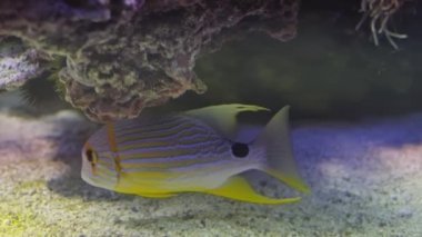 Sailfin snapper Symphorichthys döküntüsü mavi çizgili deniz çipurası balığı sualtında, arka planda mercanlar var.