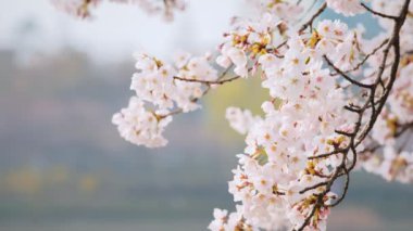 Çiçek açan sakura kiraz çiçeği yakın kadar arka plan bahar, Güney Kore