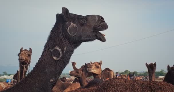 Camels Pushkar Mela Camel Fair Field Pushkar Camera Fair Famous — Stock Video