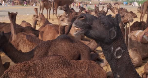 Wielbłądy Handlują Wielbłądami Pushkar Mela Polu Wielbłądy Jedzące Świcie Słynny — Wideo stockowe