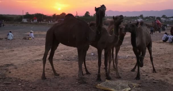 Kamele Tauschen Pushkar Mela Kamelmesse Feld Kamele Beim Kauen Bei — Stockvideo