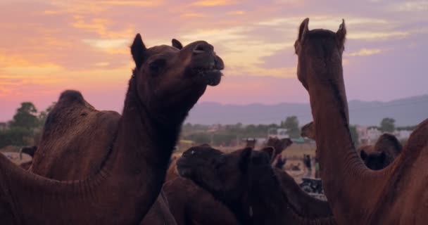 Верблюди Торгують Ярмарком Верблюдів Полі Верблюди Їдять Жування Сході Сонця — стокове відео