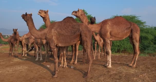 Kamelhjord Pushkar Mela Camel Fair Fält Kameler Tuggar Berömd Indiansk — Stockvideo