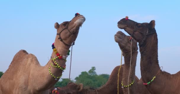 Camels Trade Pushkar Mela Camel Fair Field Camels Eating Chewing — Stock Video