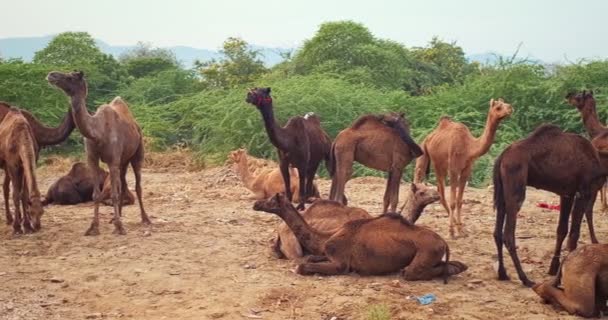 Kamele Auf Der Kamelmesse Pushkar Mela Auf Dem Feld Pushcar — Stockvideo
