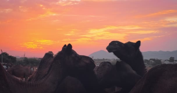 Kameler Silhuetter Solnedgången Pushkar Mela Camel Fair Fält Pushcar Camera — Stockvideo