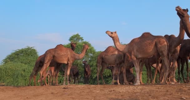 Rebanho Camelos Pushkar Mela Camelo Justo Campo Camelos Estão Mastigar — Vídeo de Stock