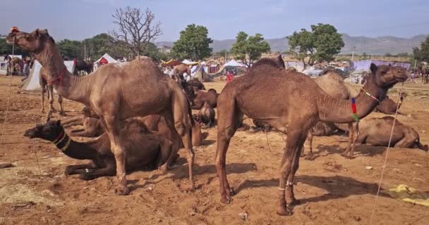 Kamele Auf Der Kamelmesse Pushkar Mela Auf Dem Feld Pushcar — Stockvideo