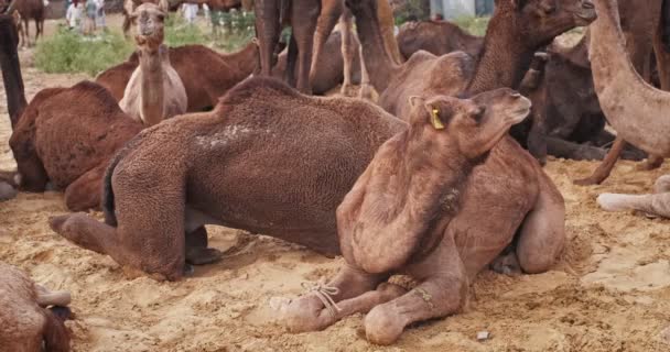 骆驼在田里交易Pushkar Mela骆驼 骆驼在日出时咀嚼食物 著名的印第安节 印度拉贾斯坦邦普什卡 — 图库视频影像