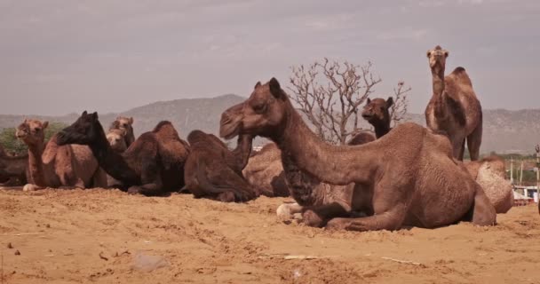 Верблюди Торгують Верблюдами Пушкар Мела Верблюди Їдять Жування Світанку Знаменитий — стокове відео