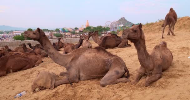 Kamelen Ruilen Pushkar Mela Kameel Beurs Het Veld Kamelen Die — Stockvideo