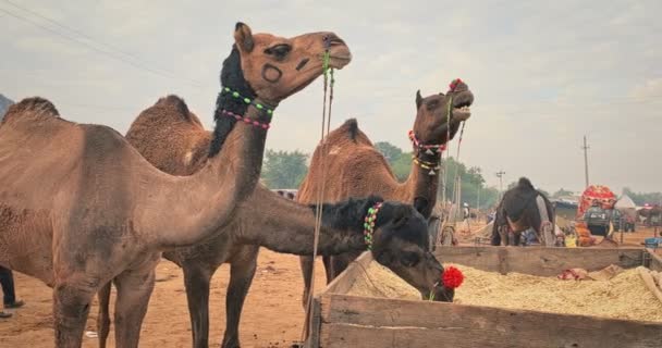 Camels Pushkar Mela Camel Fair Field Pushcar Camera Fair Famous — Stock Video