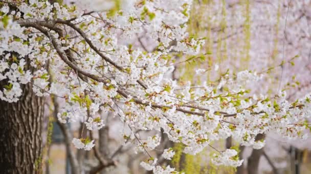 Blühende Sakura Kirschblüte Aus Nächster Nähe Hintergrund Frühling Südkorea — Stockvideo