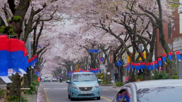 대한민국 2018 사쿠라 제주도 거리에서 — 비디오