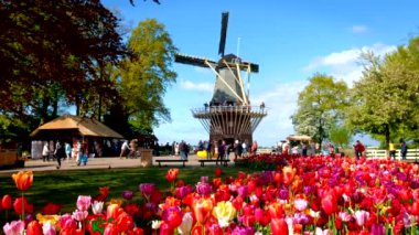 KEUKENHOF, NETHERLANDS - 9 Mayıs 2017: Keukenhof bahçesinde çiçek açan pembe laleler, nam-ı diğer Avrupa Bahçesi, dünyanın en büyük çiçek bahçeleri ve yel değirmeni & turistlerinden biri. Lisse, Hollanda