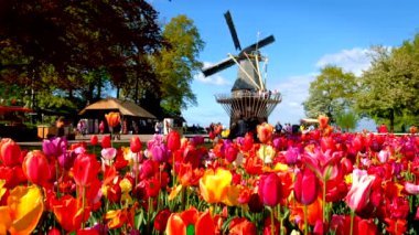 KEUKENHOF, NETHERLANDS - 9 Mayıs 2017: Keukenhof bahçesinde çiçek açan pembe laleler, nam-ı diğer Avrupa Bahçesi, dünyanın en büyük çiçek bahçeleri ve yel değirmeni & turistlerinden biri. Lisse, Hollanda
