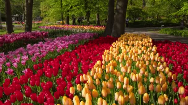 Ліссе Нідерланди Травня 2017 Року Квітучі Тюльпани Квітників Квітковому Саду — стокове відео