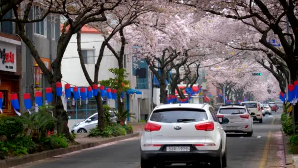 Jeju Corea Del Sur Abril 2018 Flor Sakura Árboles Flor — Vídeos de Stock
