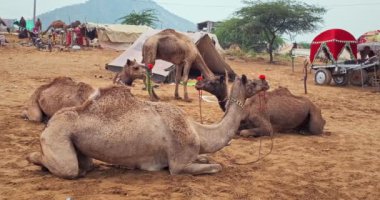 PUSHKAR, INDIA - NOVEMBER 08, 2019: Ünlü Hint develeri Pushkar mela deve festivali sahada. Develer yürüyor, sabahları yemek yiyor. Pushkar, Rajasthan, Hindistan