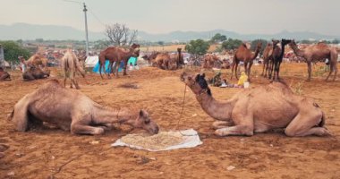 Pushkar, Hindistan - 7 Kasım 2019: Camel, Pushkar mela deve fuarında ticaret yaptı. Develer gün doğumunda çiğniyor. Ünlü Hint festivali. Pushkar, Rajasthan, Hindistan