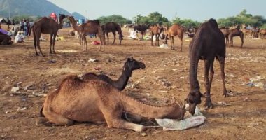 Pushkar, Hindistan - 7 Kasım 2019: Camel, Pushkar mela deve fuarında ticaret yaptı. Develer gün doğumunda çiğniyor. Ünlü Hint festivali. Pushkar, Rajasthan, Hindistan