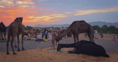 Pushkar, Hindistan - 06 Kasım 2019: Pushkar mela deve fuarında gün batımında develer. Pushkar Deve Fuarı ünlü bir Hint festivalidir. Pushkar, Rajasthan, Hindistan