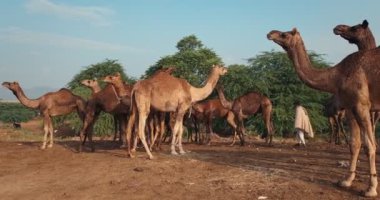 Pushkar, Hindistan - 7 Kasım 2019: Camel, Pushkar mela deve fuarında ticaret yaptı. Develer gün doğumunda çiğniyor. Ünlü Hint festivali. Pushkar, Kamera pan