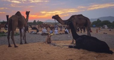 Pushkar, Hindistan - 06 Kasım 2019: Pushkar mela deve fuarında gün batımında develer. Pushkar Deve Fuarı ünlü bir Hint festivalidir. Pushkar, Rajasthan, Hindistan