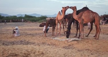 Pushkar, Hindistan - 6 Kasım 2019: Camel, Pushkar mela deve fuarında ticaret yaptı. Develer yer ve çiğner. Rajasthan 'daki ünlü Hint festivali. Kamera tavası