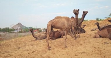 Pushkar, Hindistan - 6 Kasım 2019: Camel, Pushkar mela deve fuarında ticaret yaptı. Develer gün doğumunda çiğniyor. Ünlü Hint festivali. Pushkar, Rajasthan, Hindistan. Kamera tavası