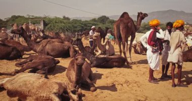 Pushkar, Hindistan - 6 Kasım 2019: Pushkar deve fuarı Pushkar Mela 'da Hintli erkek ve develer - dünyanın en büyük deve fuarı ve turistik merkezlerinden biri olan yıllık deve ve ve ve ve hayvan fuarı. Kamera tavası