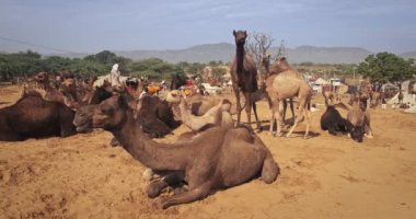 PUSHKAR, INDIA - NOVEMBER 06, 2019: Ünlü Hint develeri Pushkar mela deve festivali sahada. Develer yürüyor, sabahları yemek yiyor. Pushkar, Rajasthan, Hindistan