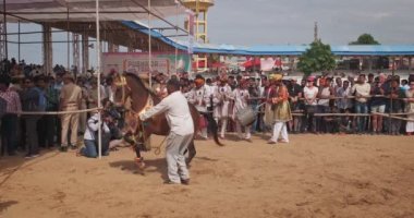 PUSHKAR, INDIA - 6 Kasım 2019: Köyde geleneksel festival atı dans gösterisi. Atlar antrenör sürücüsüyle dörtnala gider. Pushkar, Rajasthan, Hindistan. Ses