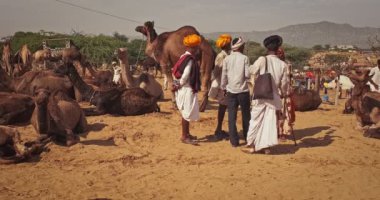 Pushkar, Hindistan - 6 Kasım 2019: Pushkar deve fuarında (Pushkar Mela) Hintli erkek ve develer - dünyanın en büyük deve fuarlarından ve turistik alanlarından biri olan yıllık deve ve ve ve ve hayvan fuarında