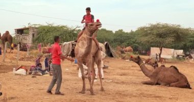 Pushkar, Hindistan - 6 Kasım 2019: Camel, Pushkar mela deve fuarında ticaret yaptı. Deveye binen Hintli çocuk. Ünlü Hint festivali. Pushkar, Rajasthan, Hindistan