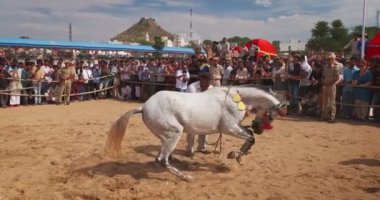 PUSHKAR, INDIA - 6 Kasım 2019: Köyde geleneksel festival atı dans gösterisi. Atlar antrenör sürücüsüyle dörtnala gider. Pushkar, Rajasthan, Hindistan. Ses