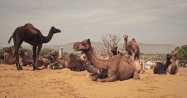 Pushkar, Hindistan - 6 Kasım 2019: Camel, Pushkar mela deve fuarında ticaret yaptı. Develer yer ve çiğner. Ünlü Hint festivali. Pushkar, Rajasthan, Hindistan
