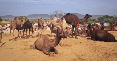 Pushkar, Hindistan - 06 Kasım 2019: Camel, Pushkar mela deve fuarında ticaret yaptı. Develer gün doğumunda çiğniyor. Ünlü Hint festivali. Pushkar, Rajasthan, Hindistan