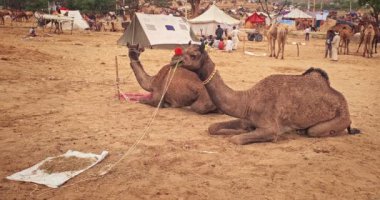 Pushkar, Hindistan - 6 Kasım 2019: Camel, Pushkar mela deve fuarında ticaret yaptı. Develer gün doğumunda çiğniyor. Ünlü Hint festivali. Pushkar, Rajasthan, Hindistan