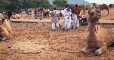 Pushkar, Hindistan - 6 Kasım 2019: Camel, Pushkar mela deve fuarında ticaret yaptı. Develer gün doğumunda çiğniyor. Ünlü Hint festivali. Kamera tavası