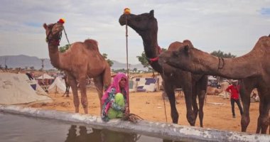 Pushkar, Hindistan - 6 Kasım 2019: Pushkar deve fuarı Pushkar Mela 'da develer için içme suyu. Yatay kamera tavası