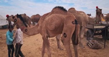 Pushkar, Hindistan - 6 Kasım 2019: Camel, Pushkar mela deve fuarında ticaret yaptı. Develer gün doğumunda çiğniyor. Ünlü Hint festivali. Pushkar, Rajasthan, Hindistan