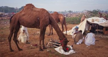 Pushkar, Hindistan - 6 Kasım 2019: Camel, Pushkar mela deve fuarında ticaret yaptı. Develer çiğniyor. Ünlü Hint festivali. Pushkar, Rajasthan, Hindistan