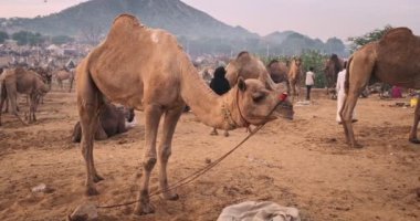Pushkar, Hindistan - 6 Kasım 2019: Pushkar mela deve fuarında satılık develer. Develer takastan önce yer. Ünlü Hint festivali. Pushkar, Rajasthan, Hindistan